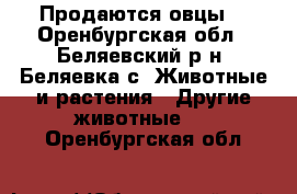 Продаются овцы. - Оренбургская обл., Беляевский р-н, Беляевка с. Животные и растения » Другие животные   . Оренбургская обл.